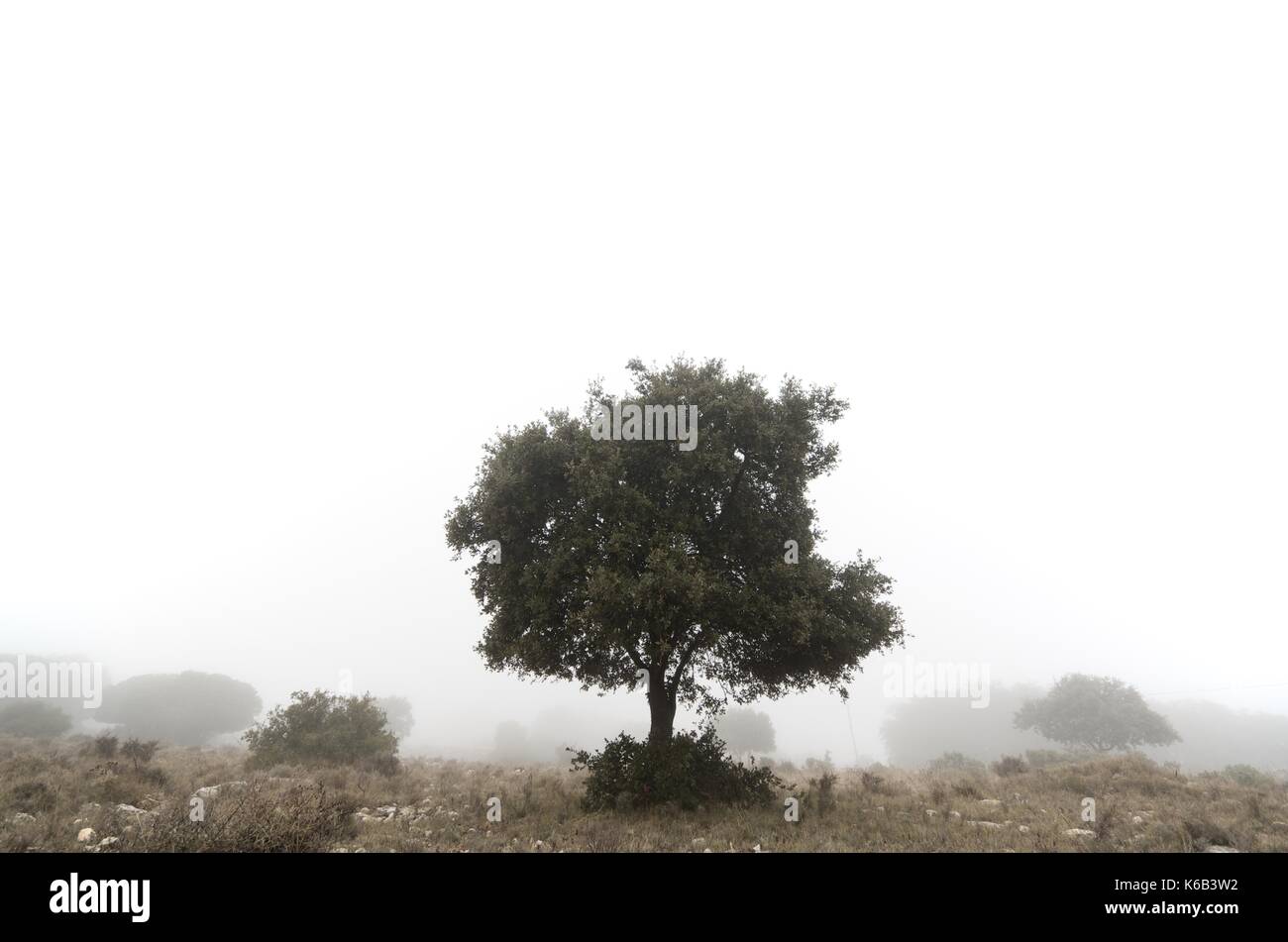 silhouette of  a lone oak, quercus ilex, El Buste, Saragosa, Aragon, Spain Stock Photo