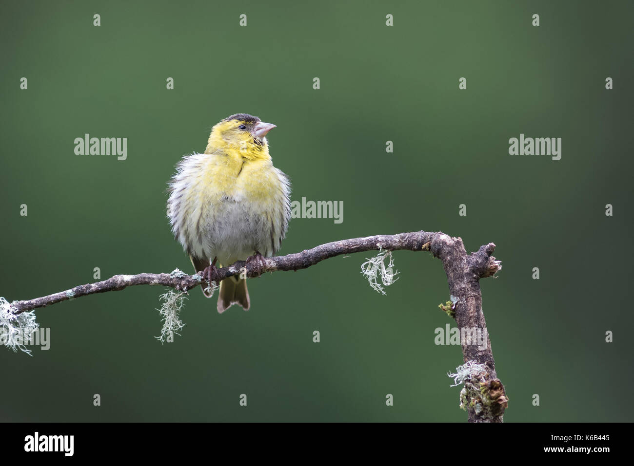 A juvenile female siskin with fluffled out ruffled feathers perched on a branch looking alert to the right with space for text Stock Photo