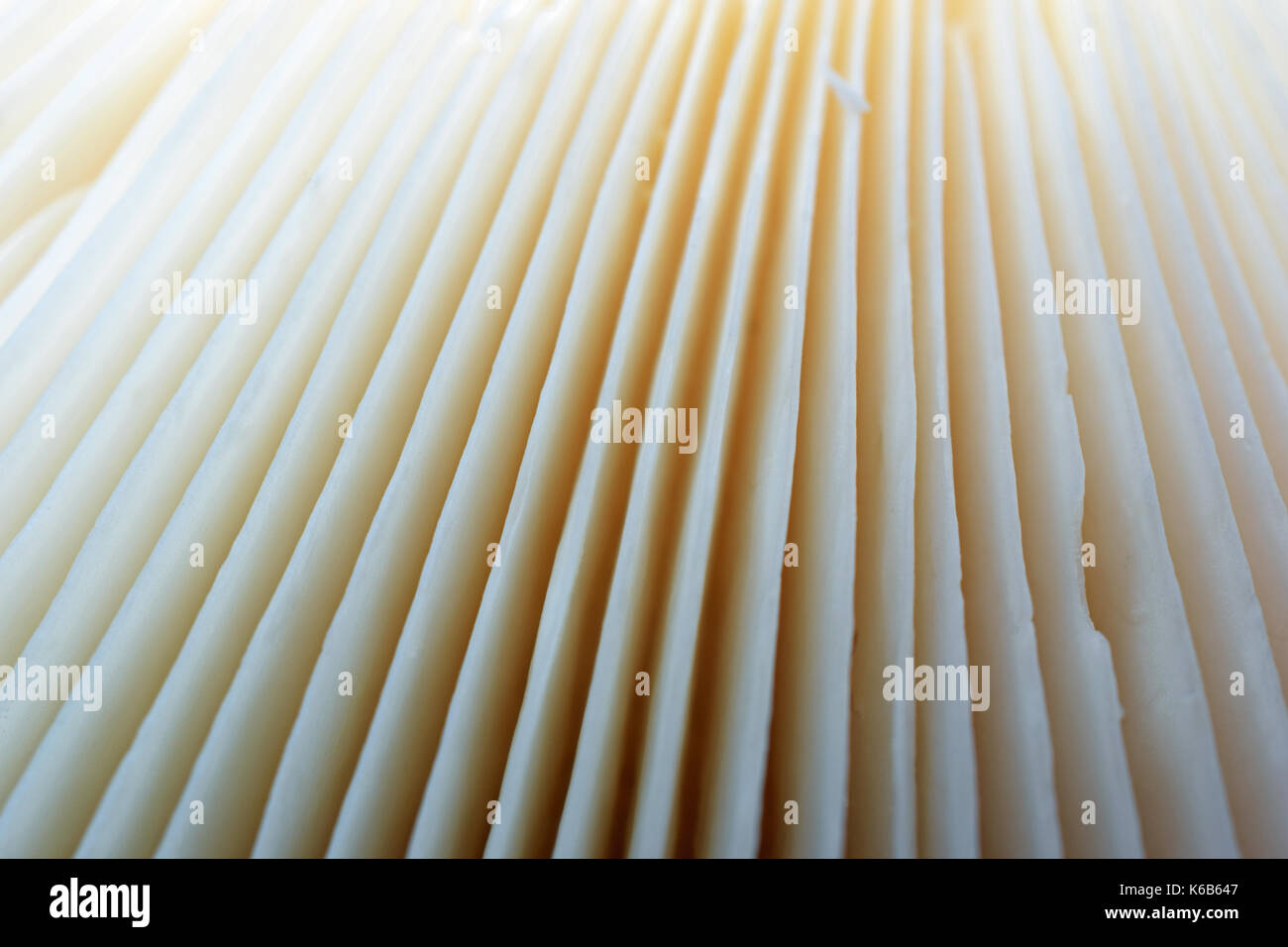 Close up abstract background of white mushroom. Selective focus. Stock Photo