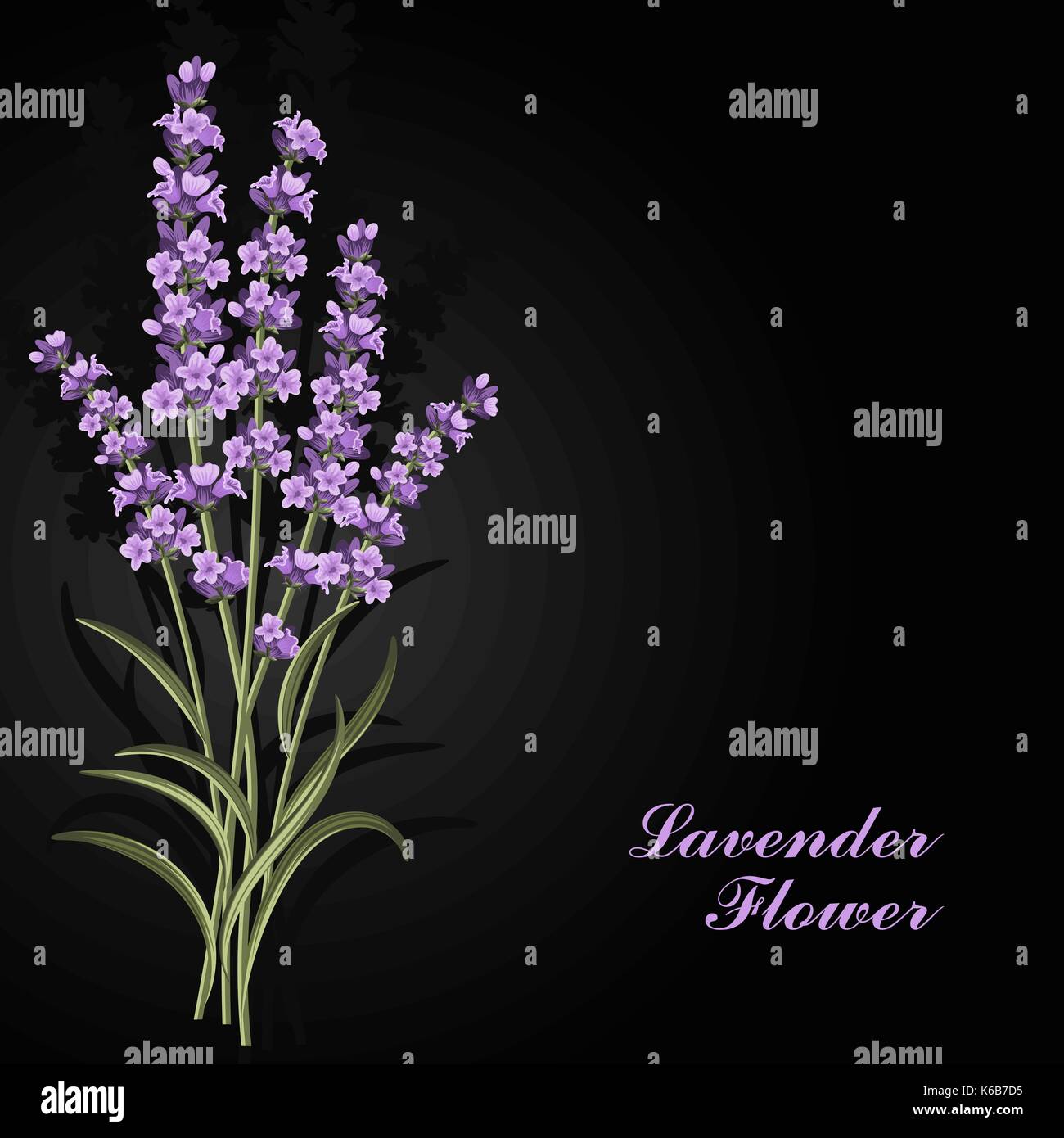 Beautiful lavender flowers on black background. Stock Vector