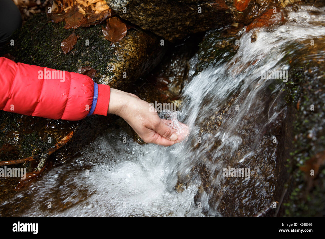 Thirsty hiker drinking water from a crystal clear stream in the mountains. Adventure, fundamental right to water, back to nature and natural lifestyle Stock Photo