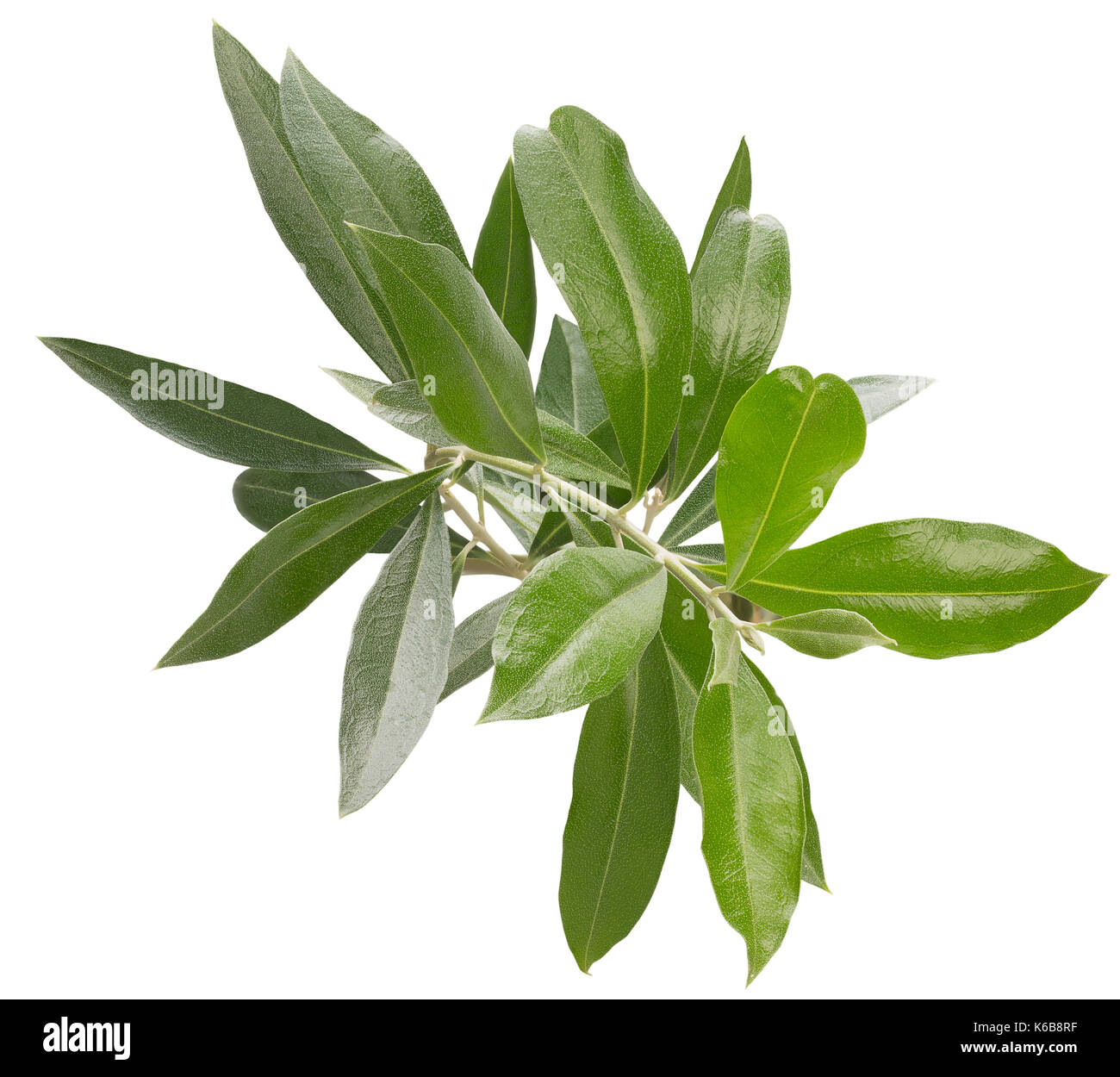 olive branch isolated on a white background Stock Photo - Alamy