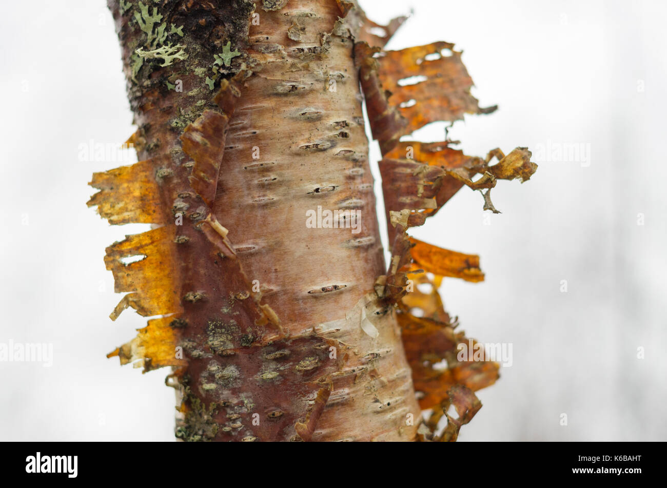 Silver birch bark peeling Stock Photo Alamy