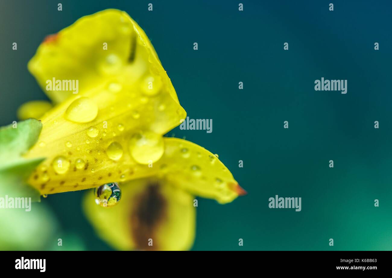 close up macro flower photography image of yellow flower and clear rain drops with reflections in on a green garden blur background and copy space Stock Photo