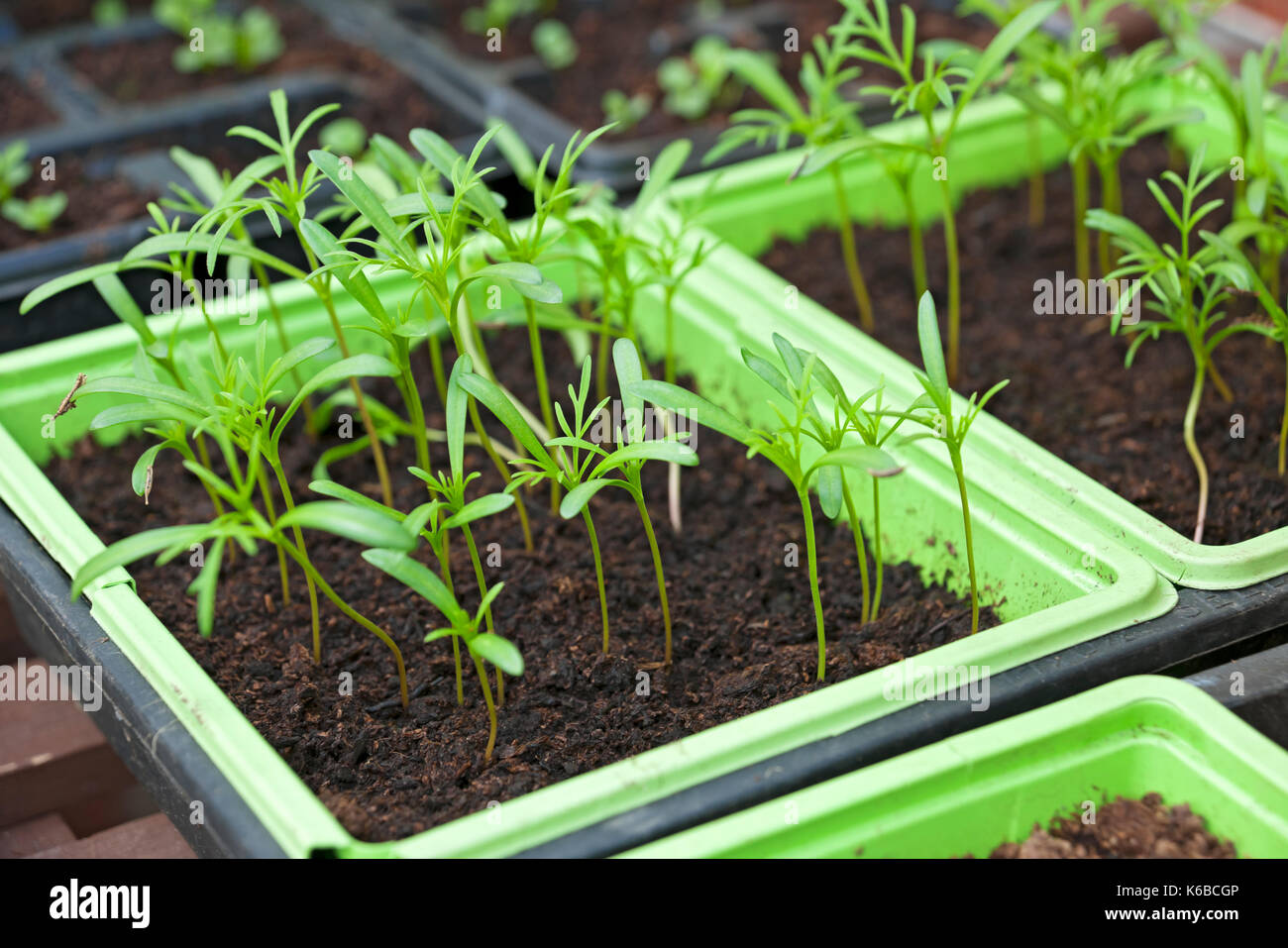 Close up of green young tender cosmos seed seedling seedlings plants in a seed tray growing in a greenhouse England UK United Kingdom GB Great Britain Stock Photo