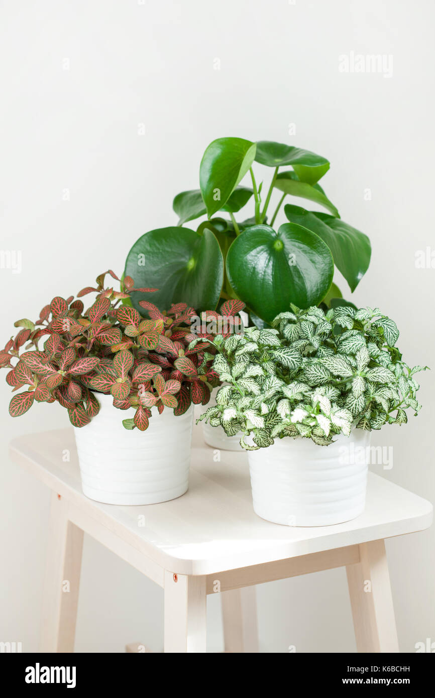 houseplant fittonia albivenis and peperomia in white pot Stock Photo