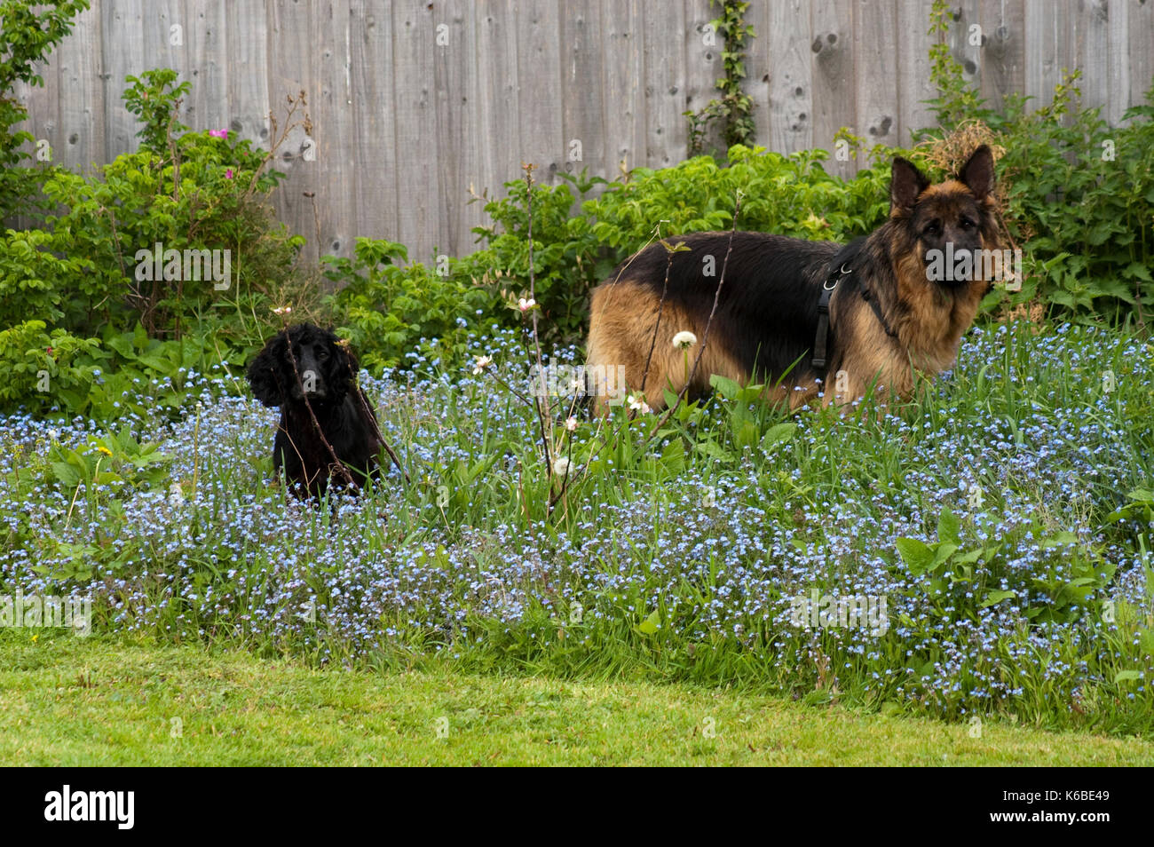 Dogs in Flower Garden Stock Photo Alamy