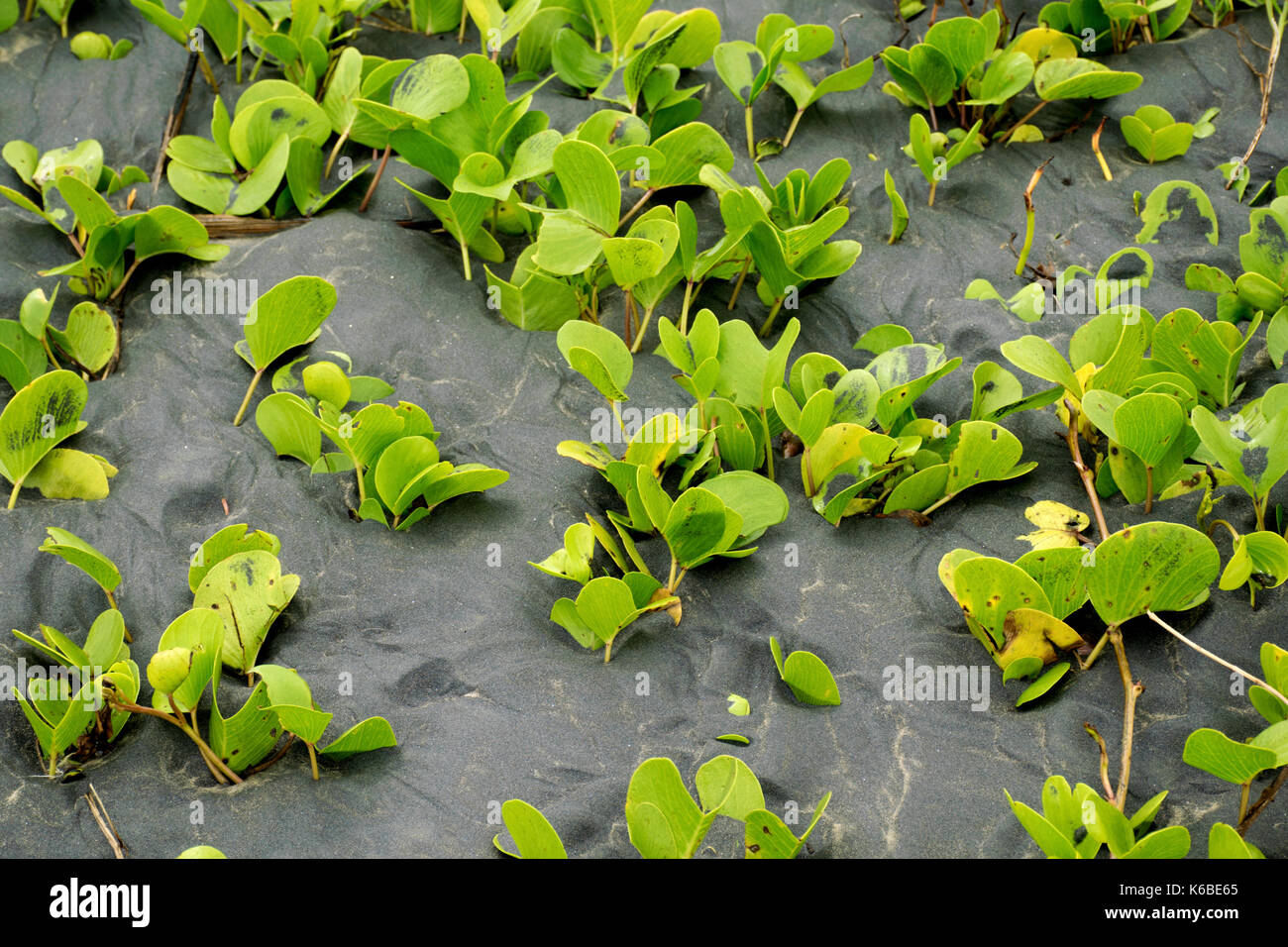 Creepers hi-res stock photography and images - Alamy