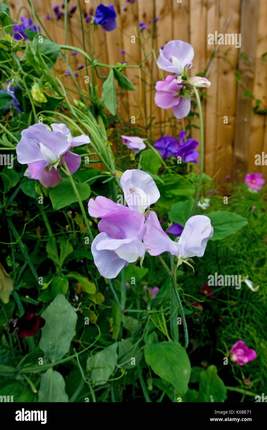 Close up of sweet peas flowering sweet pea flowers in the garden in summer England UK United Kingdom GB Great Britain Stock Photo