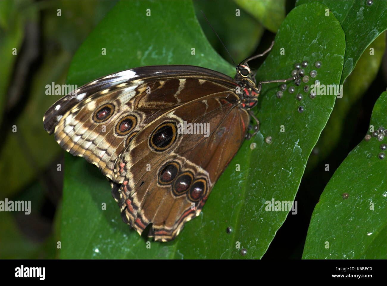 Blue Morpho Butterfly laying eggs, Morpho peleides, ova laid on top of