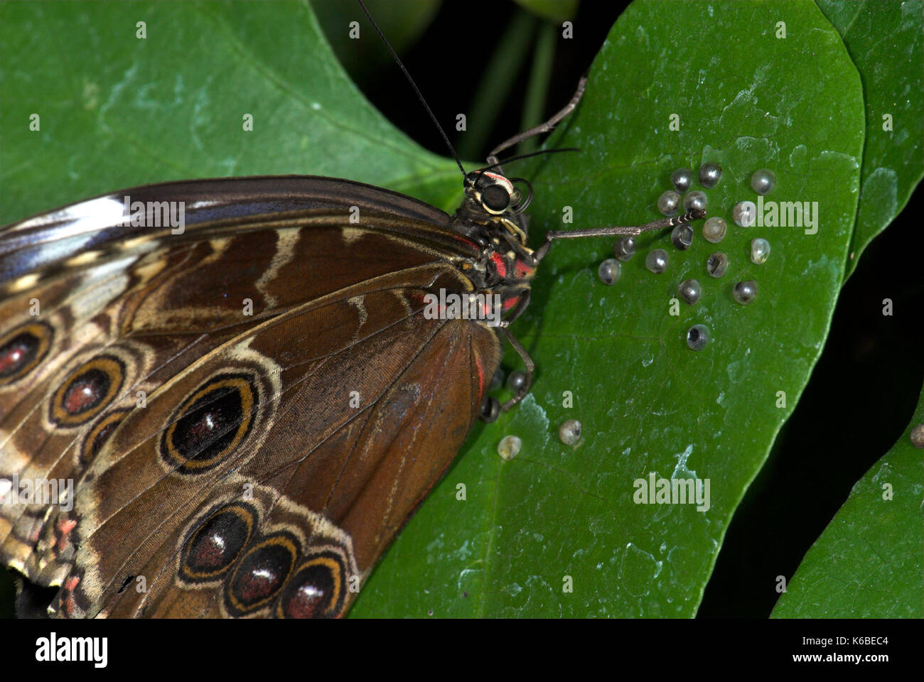 Blue morpho butterfly laying eggs hires stock photography and images Alamy