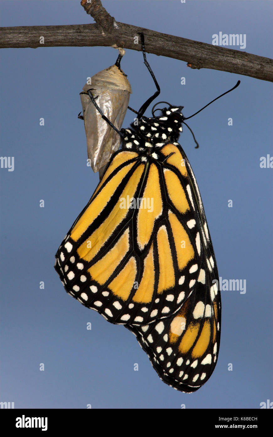 Hatching butterfly lifecycle hires stock photography and images Alamy