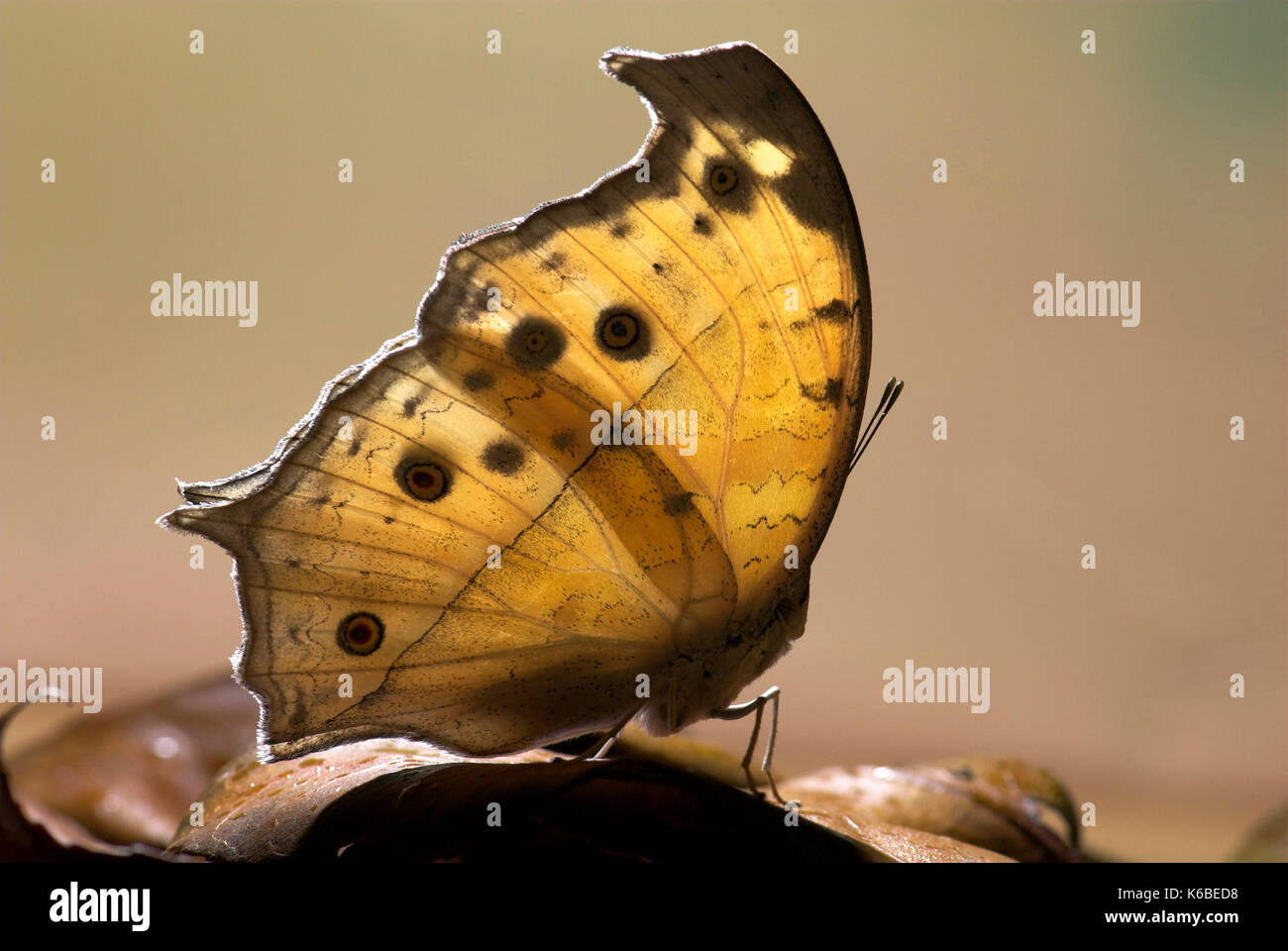 Mother of Pearl Butterfly, Salamis parhassus, camouflaged on leaf