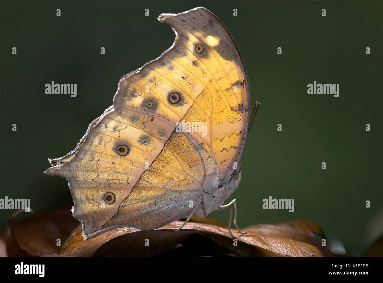 Mother of Pearl Butterfly, Salamis parhassus, camouflaged on leaf