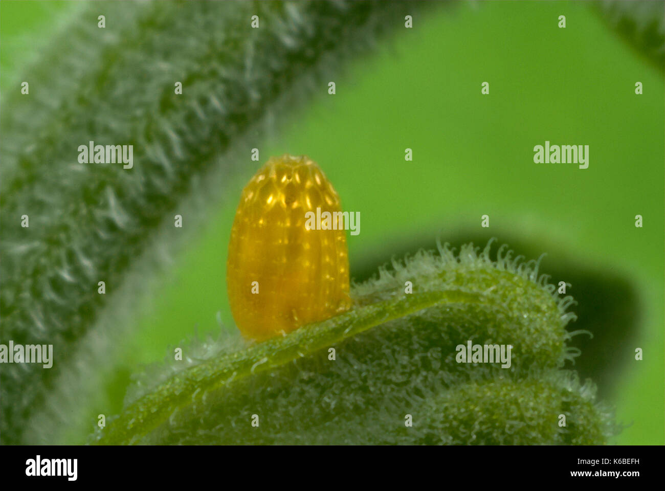 Zebra Longwing Butterfly, Egg or Ova, Heliconius charithonia, on