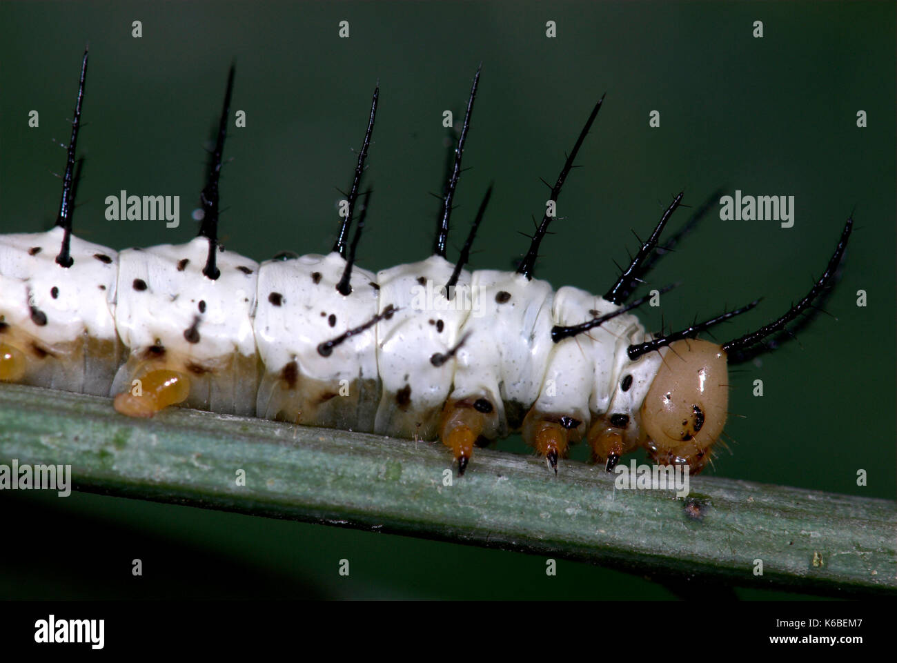 Zebra Longwing Butterfly, Caterpillars feeding, Heliconius charithonia, on passionflower, yellow, 3rd instar, sequence, white with black spines, metam Stock Photo