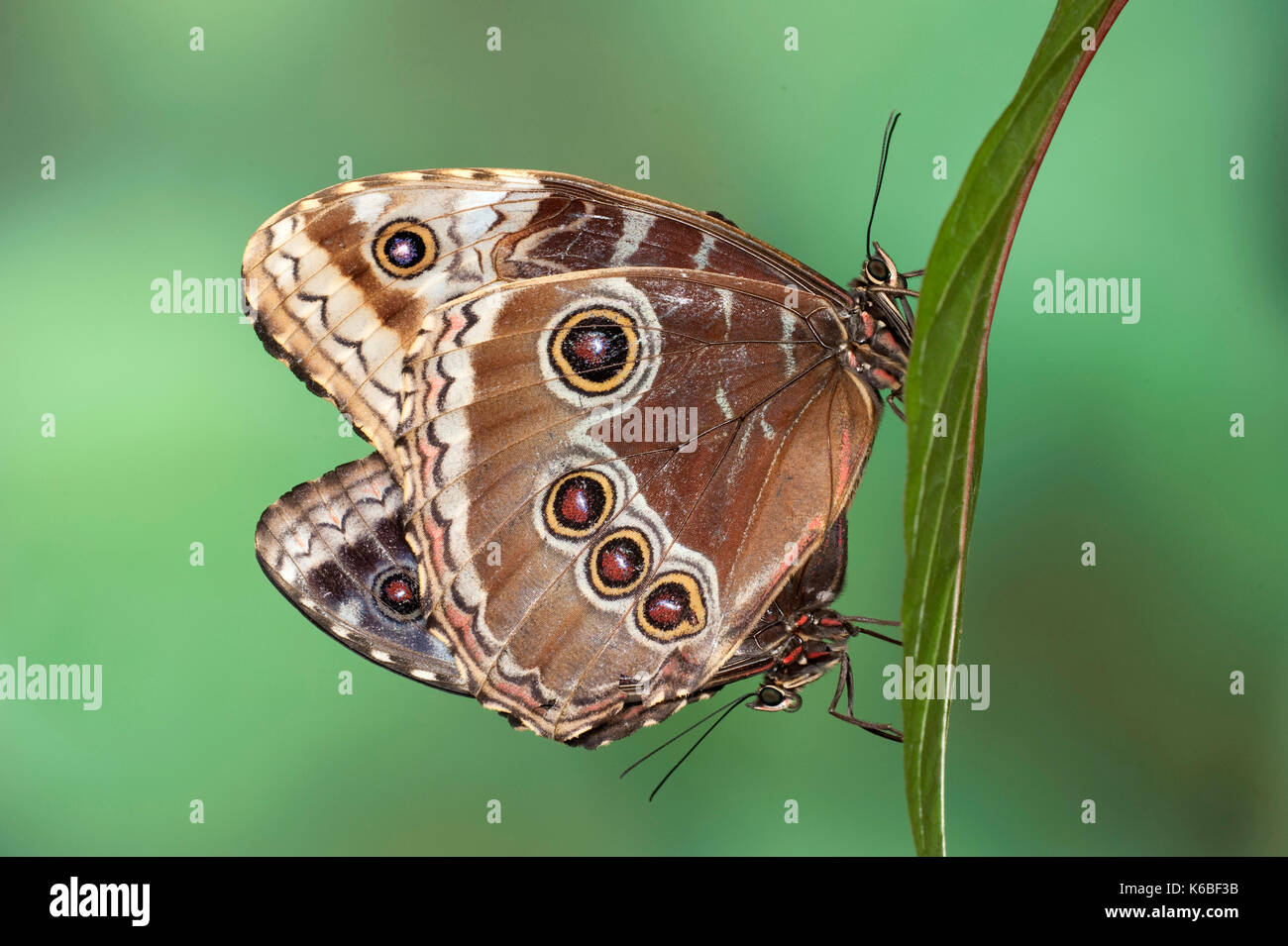 Blue Morpho Butterflies, Mating, Morpho peleides, Central & South America, pair, together, underside of wings, eye spots, rainforest Stock Photo