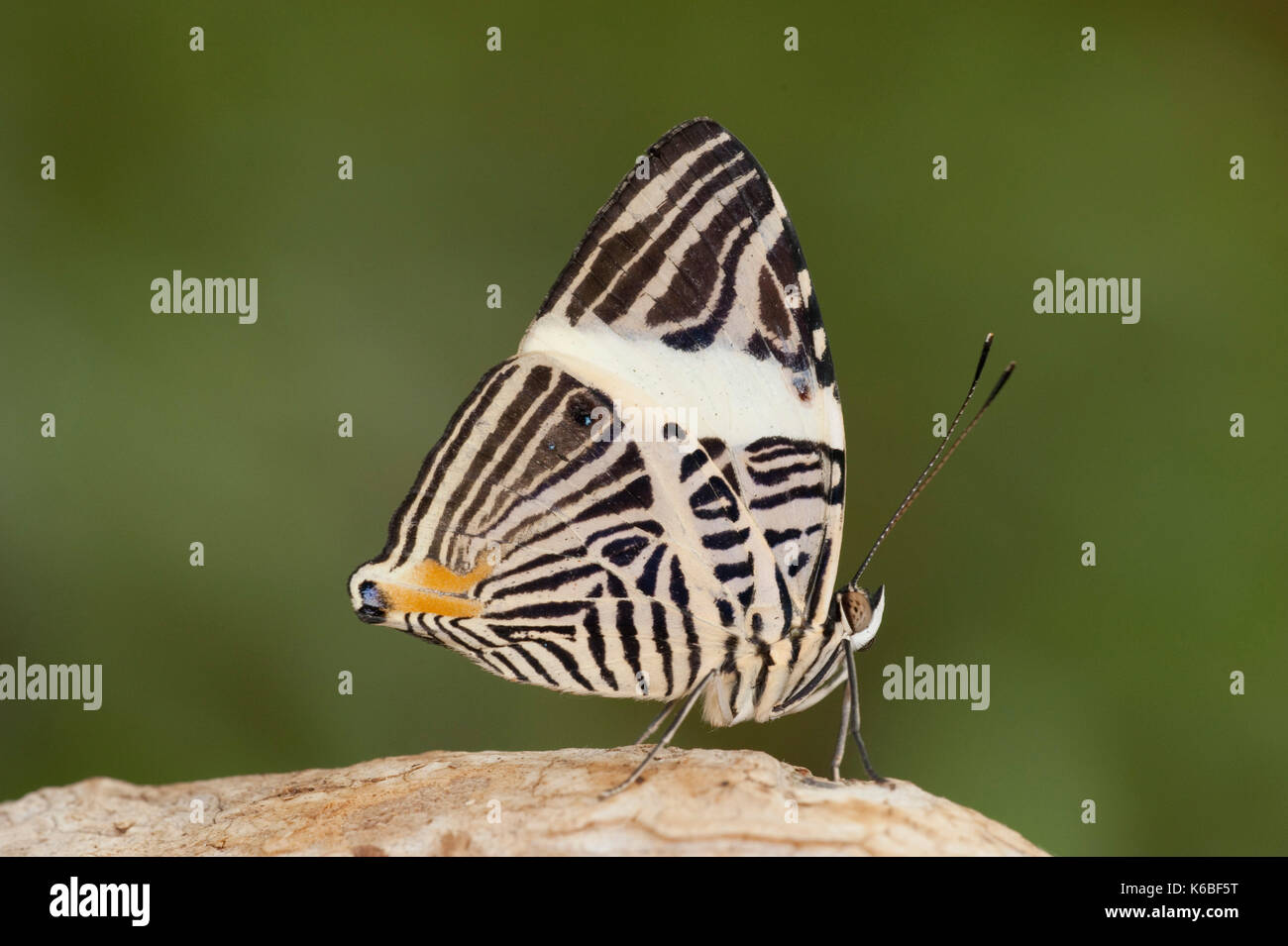 Dirce Beauty, Butterfly, Colobura dirce,  Nymphalidae, Central America and northern South America, Mosaic or Zebra Mosaic, rainforest, patterned under Stock Photo