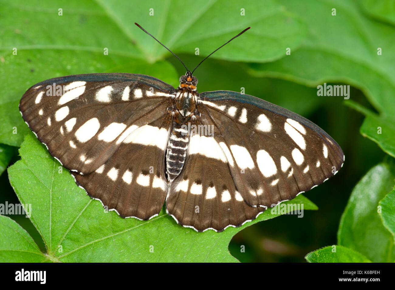 Sailor Butterfly, Neptis hylas, South Asia, black and white patterned wings open Stock Photo