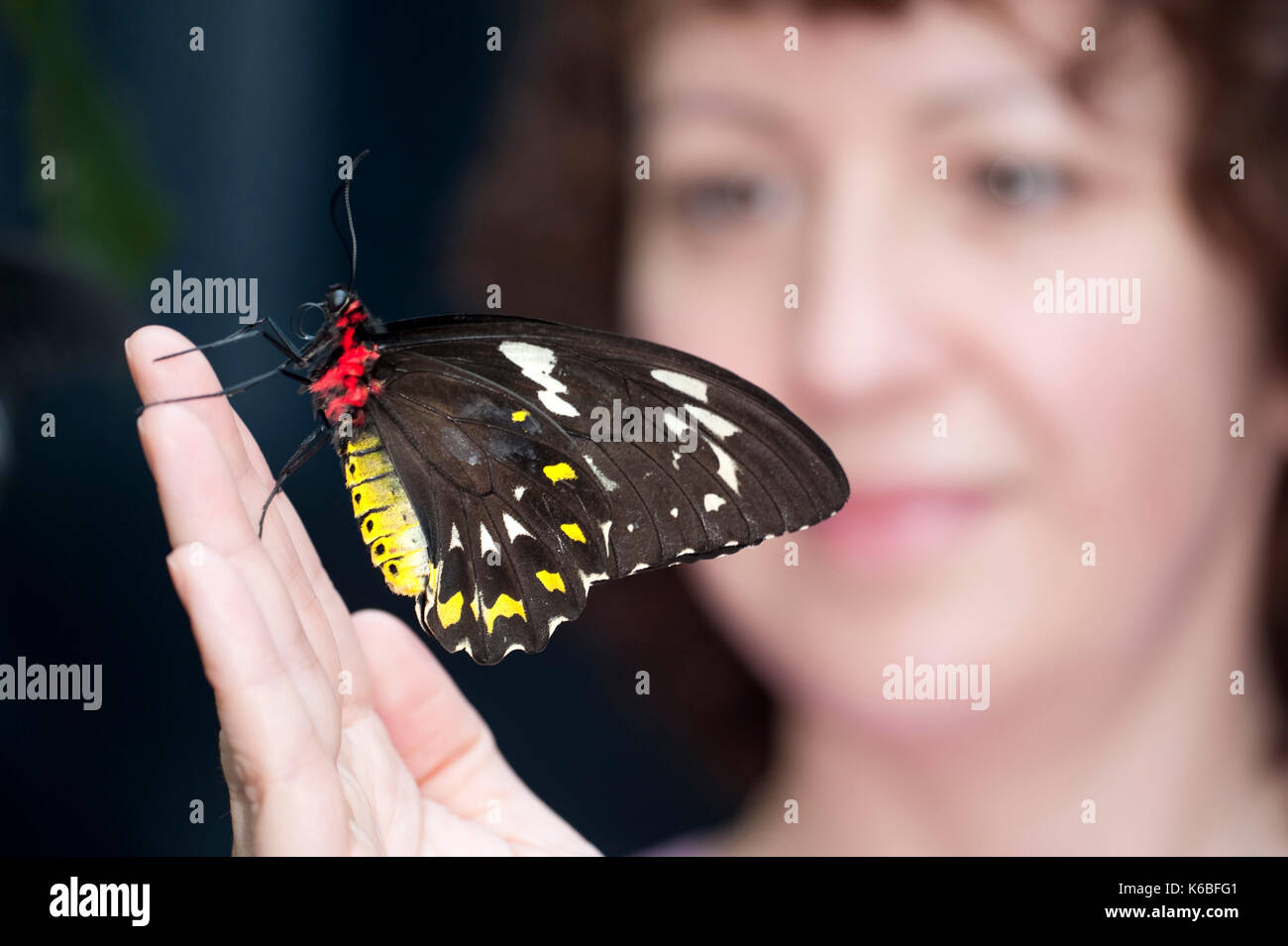 Green Birdwing Butterfly, Ornithoptera priamus, Australia & New Guinea