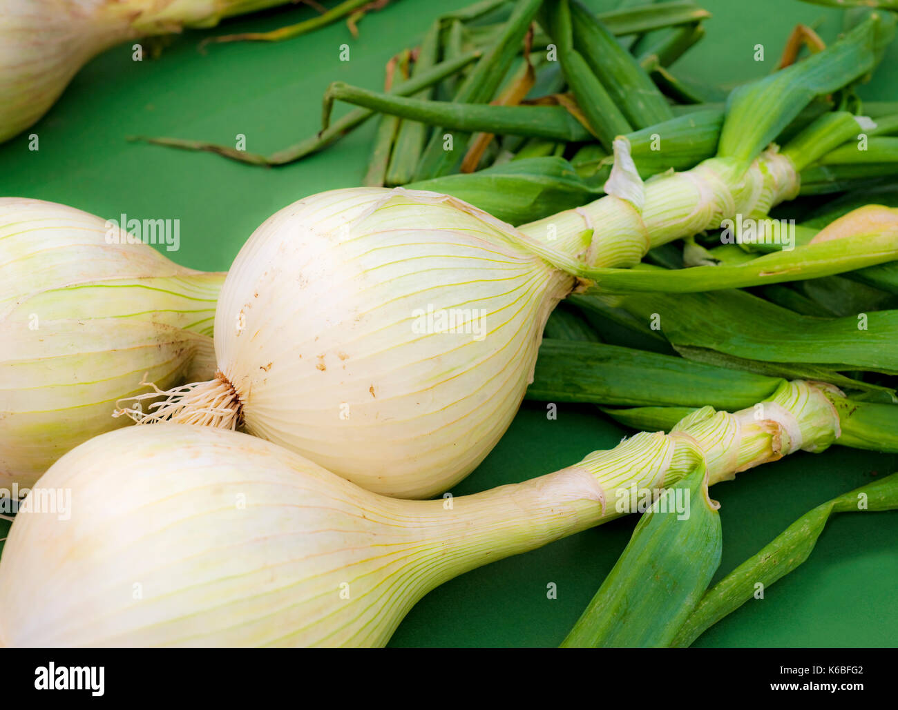 Close up of freshly picked white onion onions veg vegetable vegetables England UK United Kingdom GB Great Britain Stock Photo