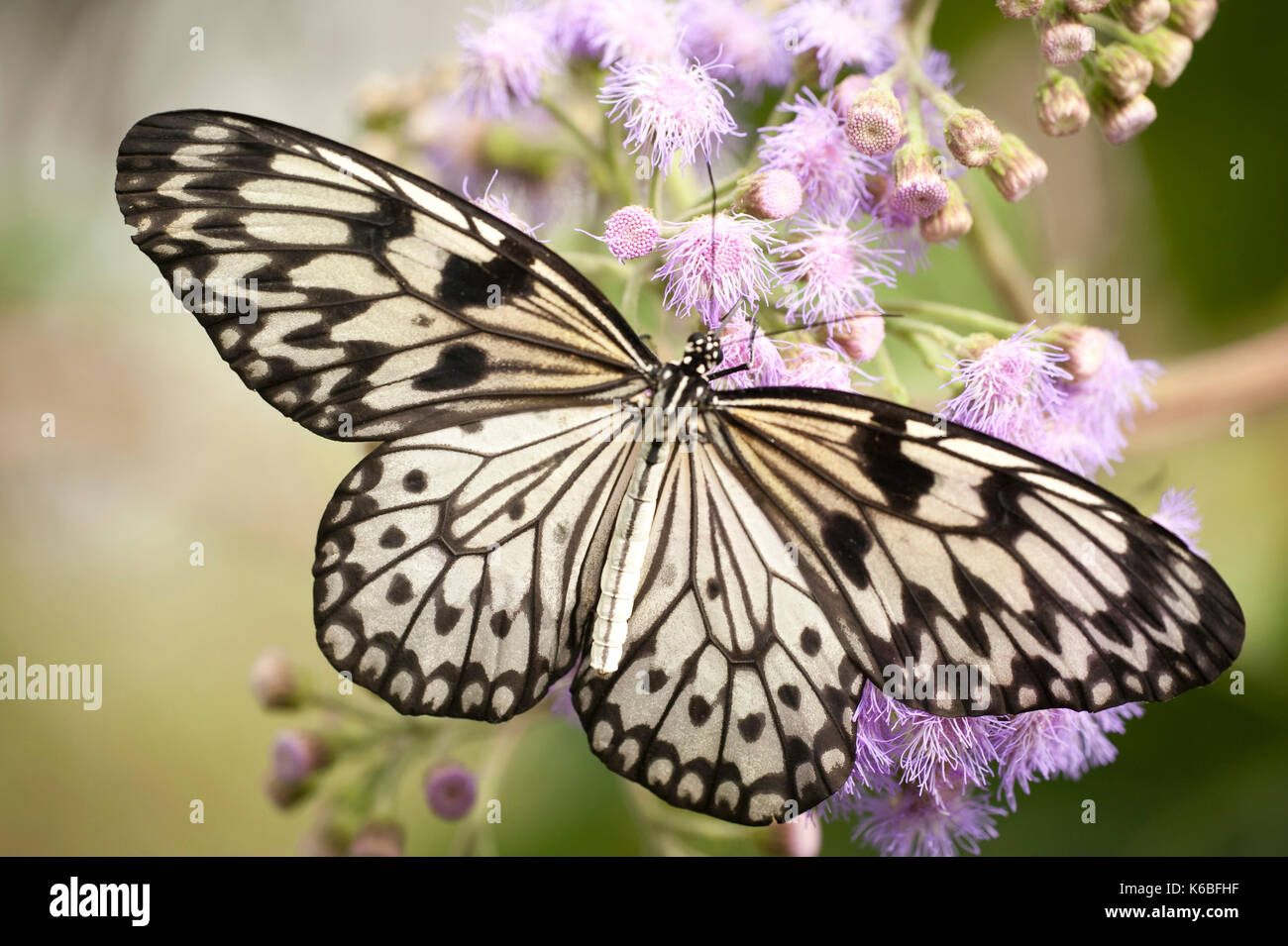 Tree Nymph Butterfly, Idea leuconoe, South Asia, delicate, black and white colours, Paper Kite, Rice Paper, wings open resting on flower Stock Photo