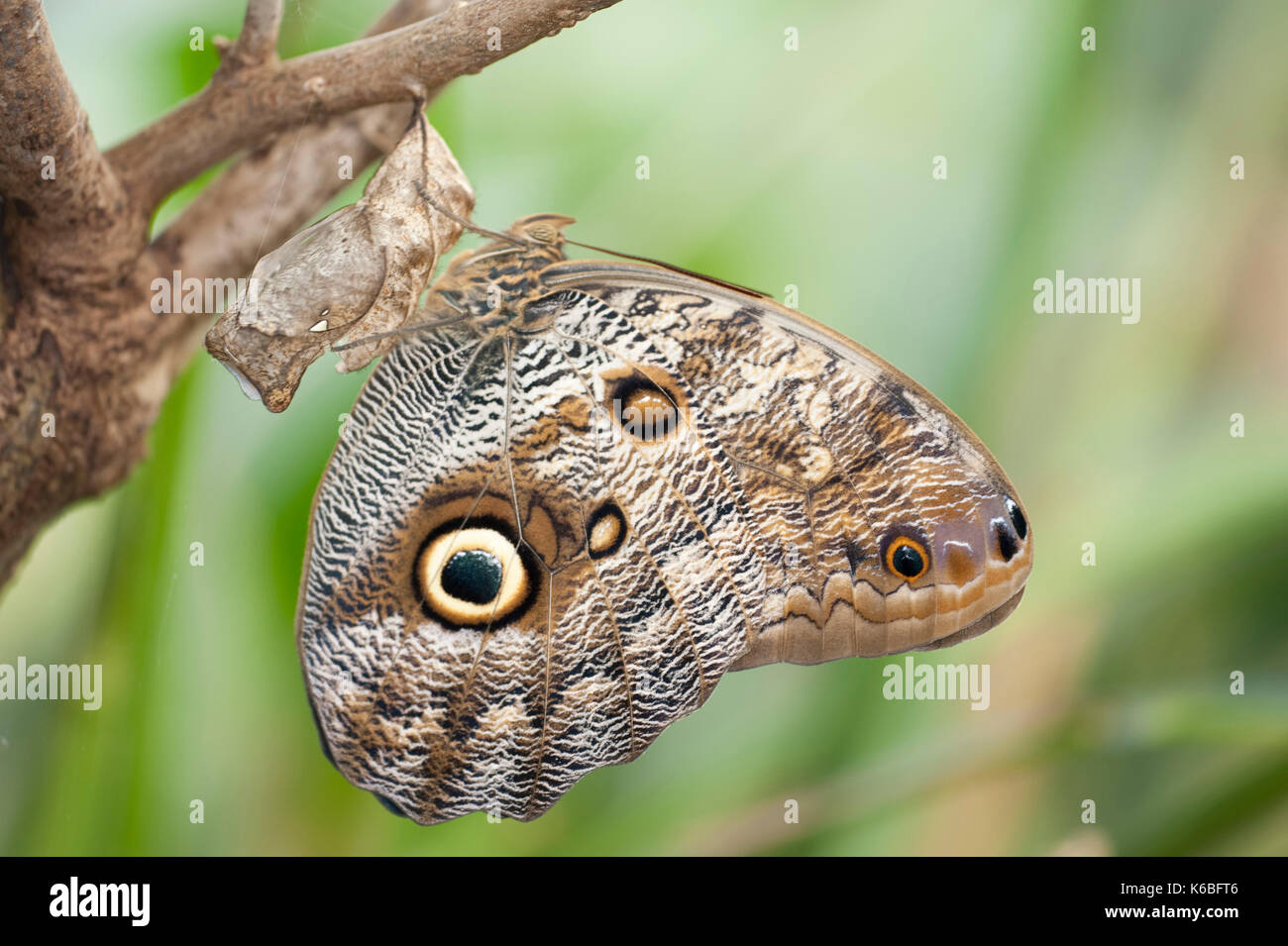 Owl butterfly, Caligo eurilochus, Central & South America, rainforest ...