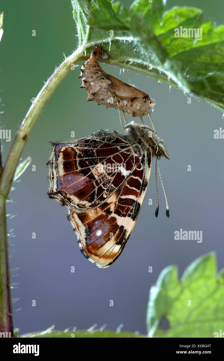 Map Butterfly, Araschnia levana, European species, first spring brood, orange colouring, adult hatching from pupae, metamorphosis, stinging nettle Stock Photo