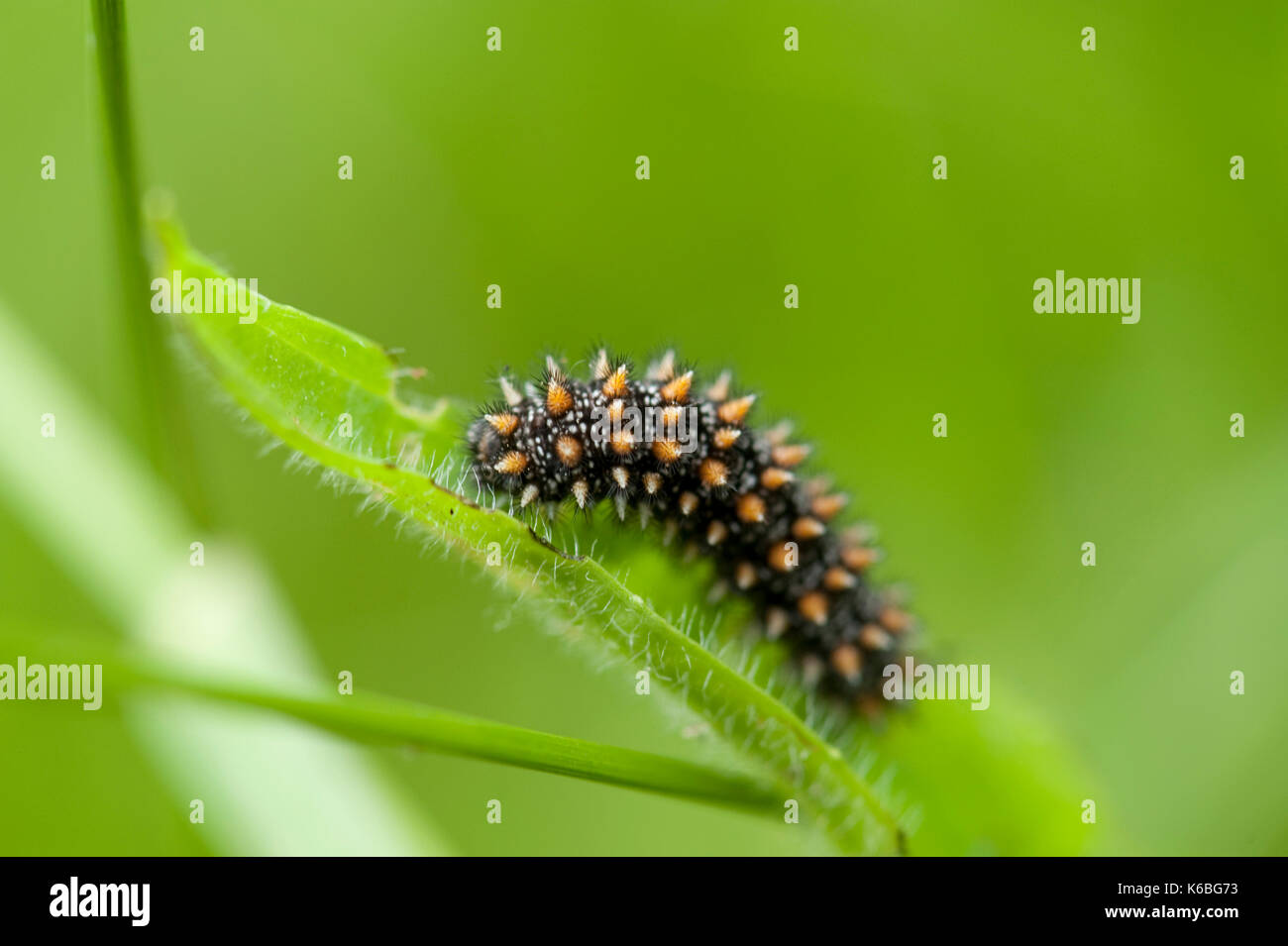 Heath Fritillary Butterfly Caterpillar, Mellicta athalia, Blean Woodlands, Kent UK, Larvae on stem of grass, colourful, black and brown, one of our ra Stock Photo