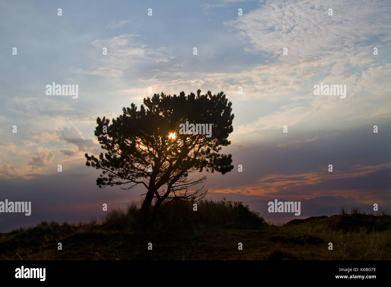 Silhouette of a Scots pine on a heath at sunrise Stock Photo