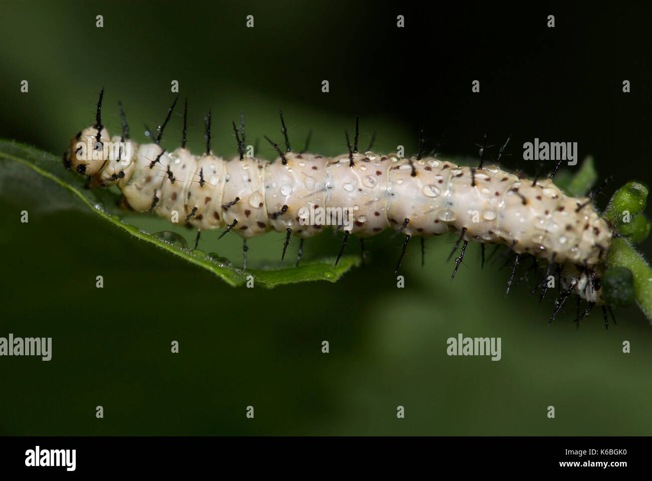 Zebra Longwing Butterfly, Caterpillars feeding, Heliconius charithonia, on passionflower, yellow, 3rd instar, sequence, white with black spines Stock Photo