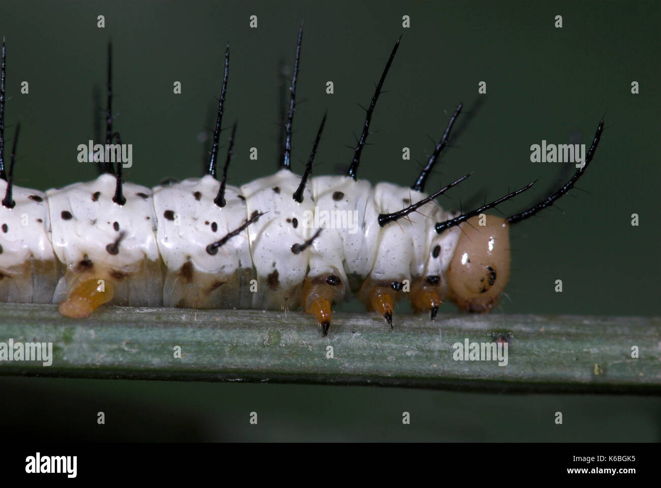 Zebra Longwing Butterfly, Caterpillars feeding, Heliconius charithonia, on passionflower, yellow, 3rd instar, sequence, white with black spines Stock Photo