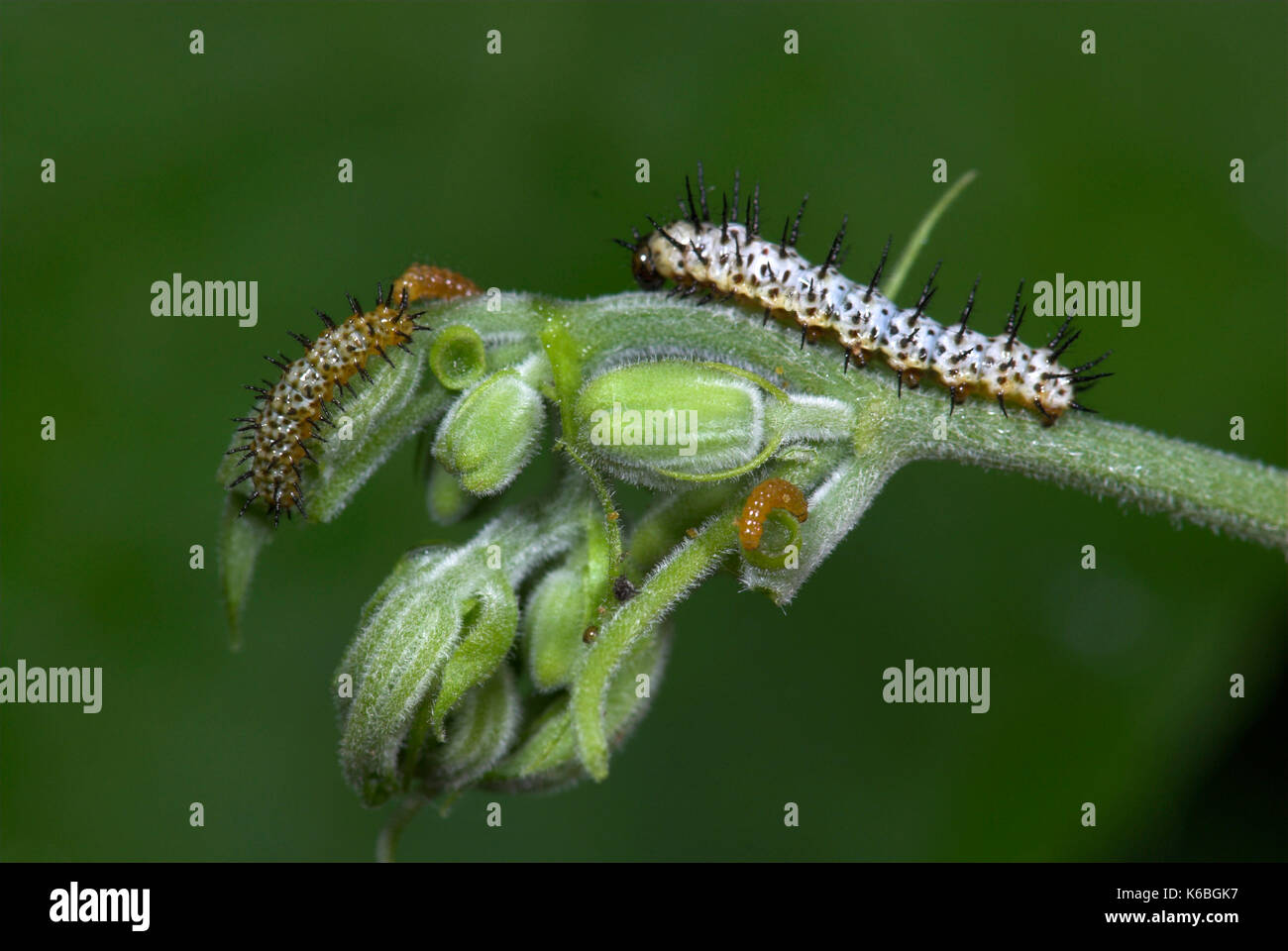 Zebra Longwing Butterfly, Caterpillars feeding, Heliconius charithonia, on passionflower, yellow, 1st and 2nd instar, sequence Stock Photo