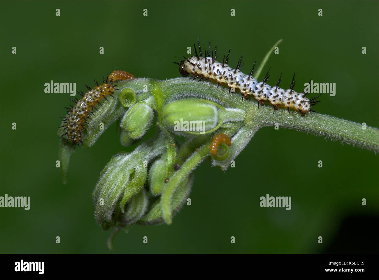 Zebra Longwing Butterfly, Caterpillars feeding, Heliconius charithonia, on passionflower, yellow, 1st and 2nd instar, sequence Stock Photo