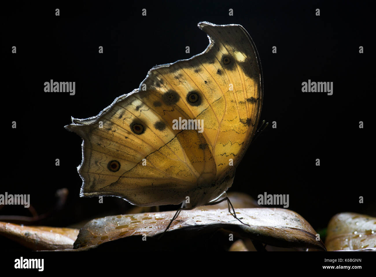 Mother of Pearl Butterfly, Salamis parhassus, camouflaged on leaf