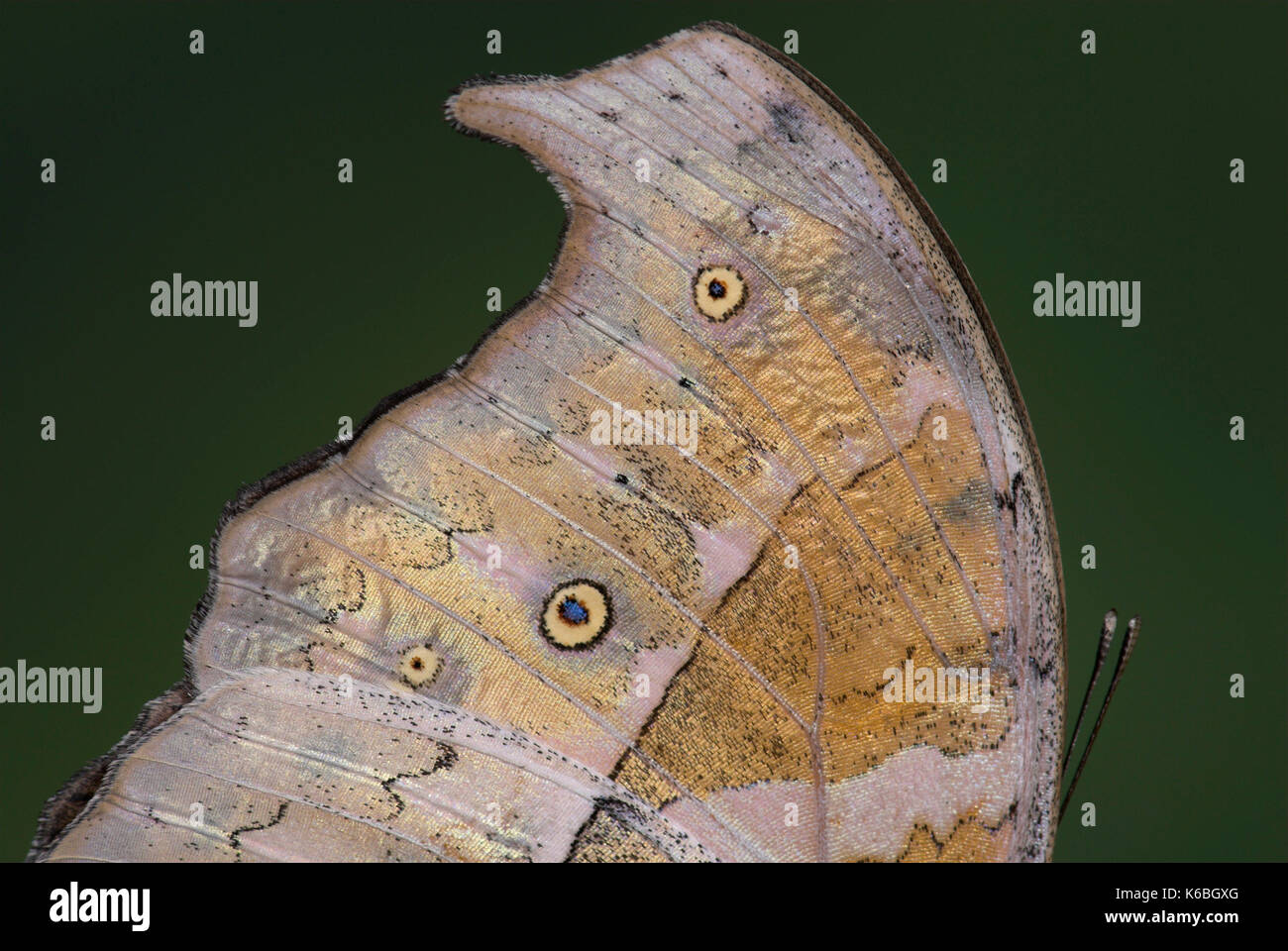 Close up of wing shape, Mother of Pearl Butterfly, Salamis parhassus, eye spots, jagged Stock Photo