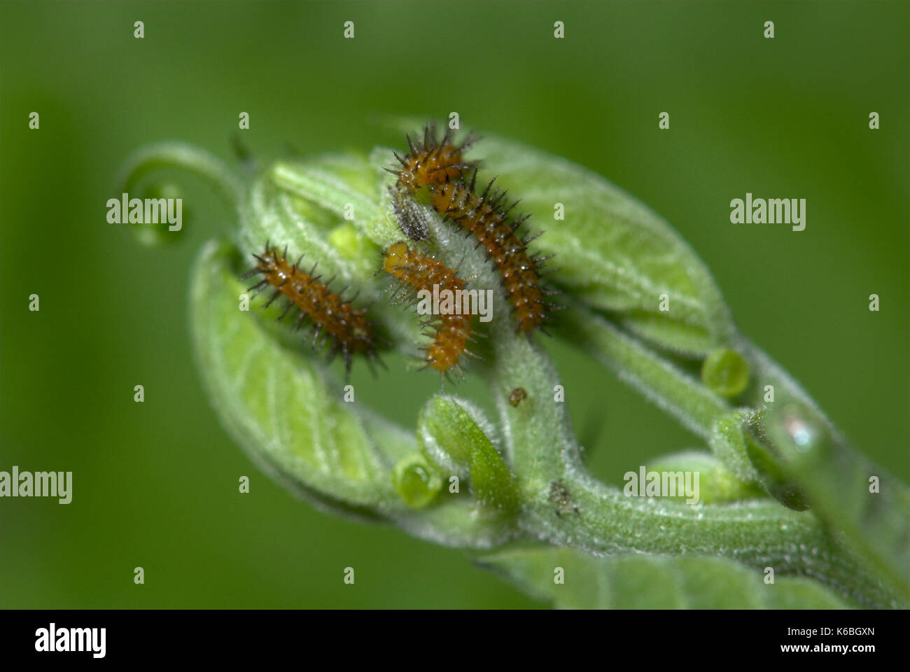Young Butterfly Caterpillars, Zebra Longwing, Heliconius charithonia on passionflower leaf, brown with black spines, larvae, two or three days old Stock Photo
