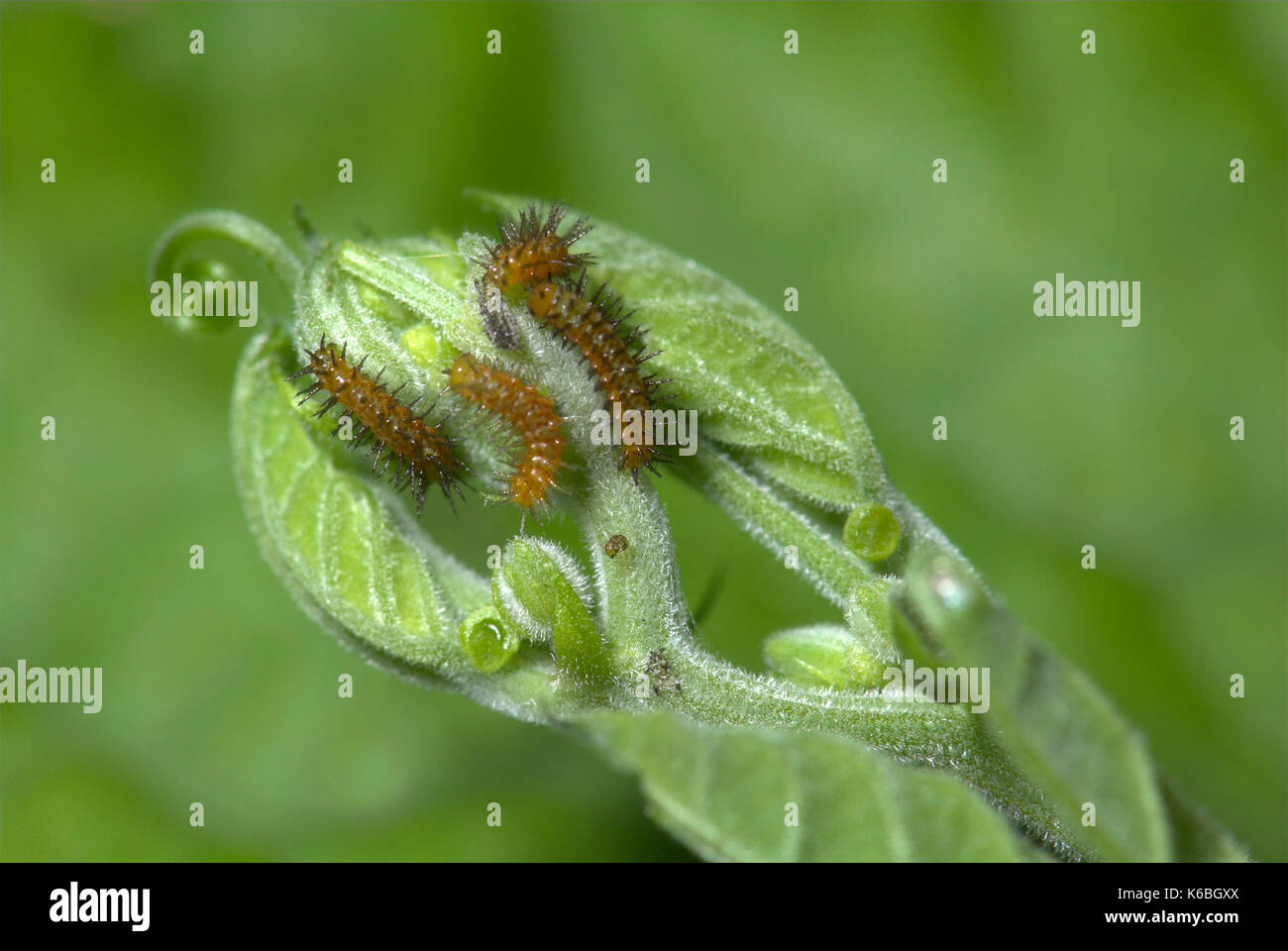 Young Butterfly Caterpillars, Zebra Longwing, Heliconius charithonia on passionflower leaf, brown with black spines, larvae, two or three days old Stock Photo