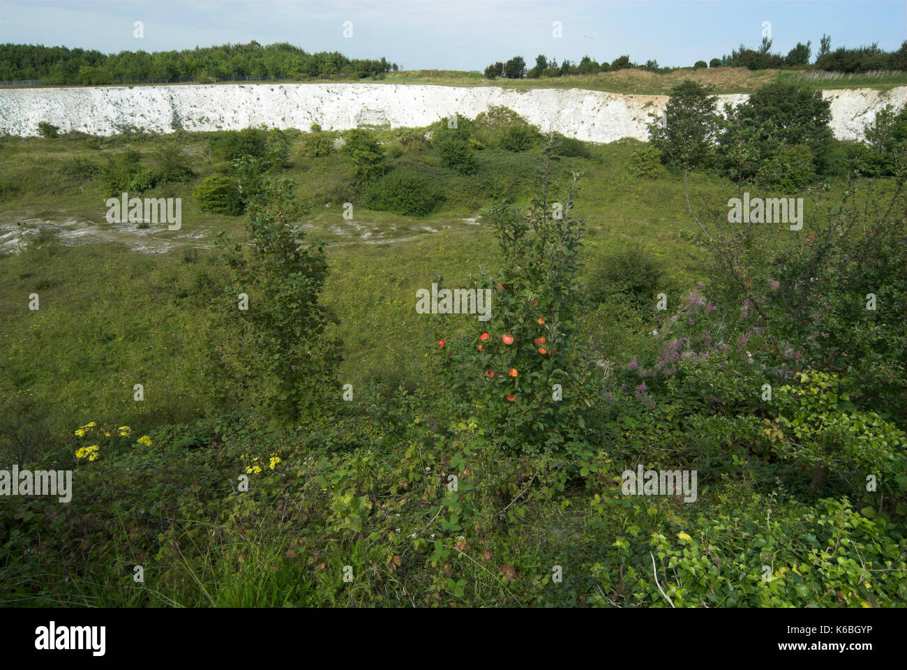Monkton Nature Reserve, Kent, Wildlife, Chalk Pit, Butterfy