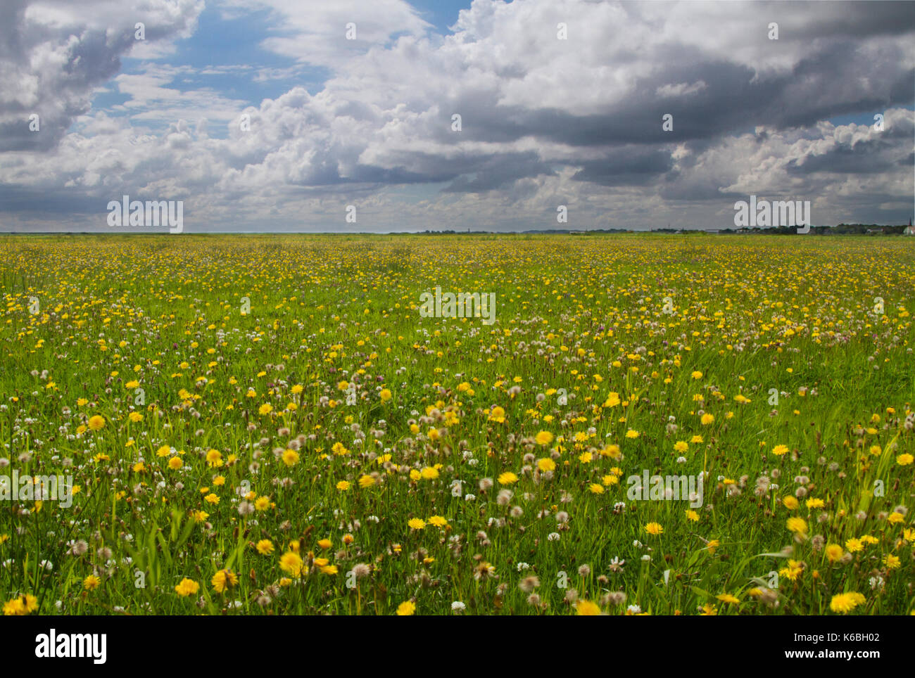 Meadow with lots of Dandelions under a blue sky with white and dark clouds Stock Photo
