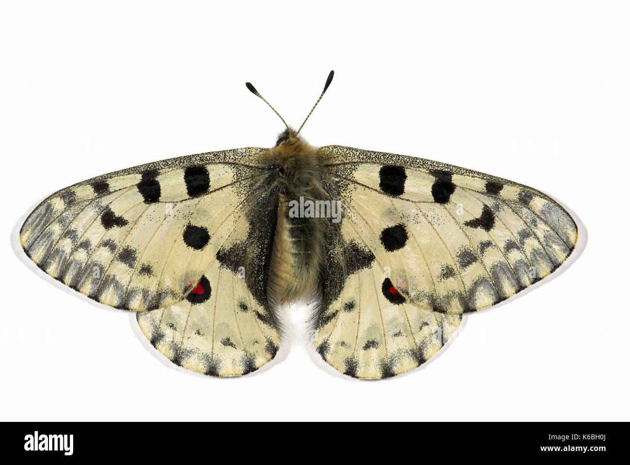 Apollo Butterfly, Parnassius apollo, Classified as Vulnerable (VU - A1cde) on the IUCN Red List 2002, and listed on Appendix II of CITES, set specimen Stock Photo