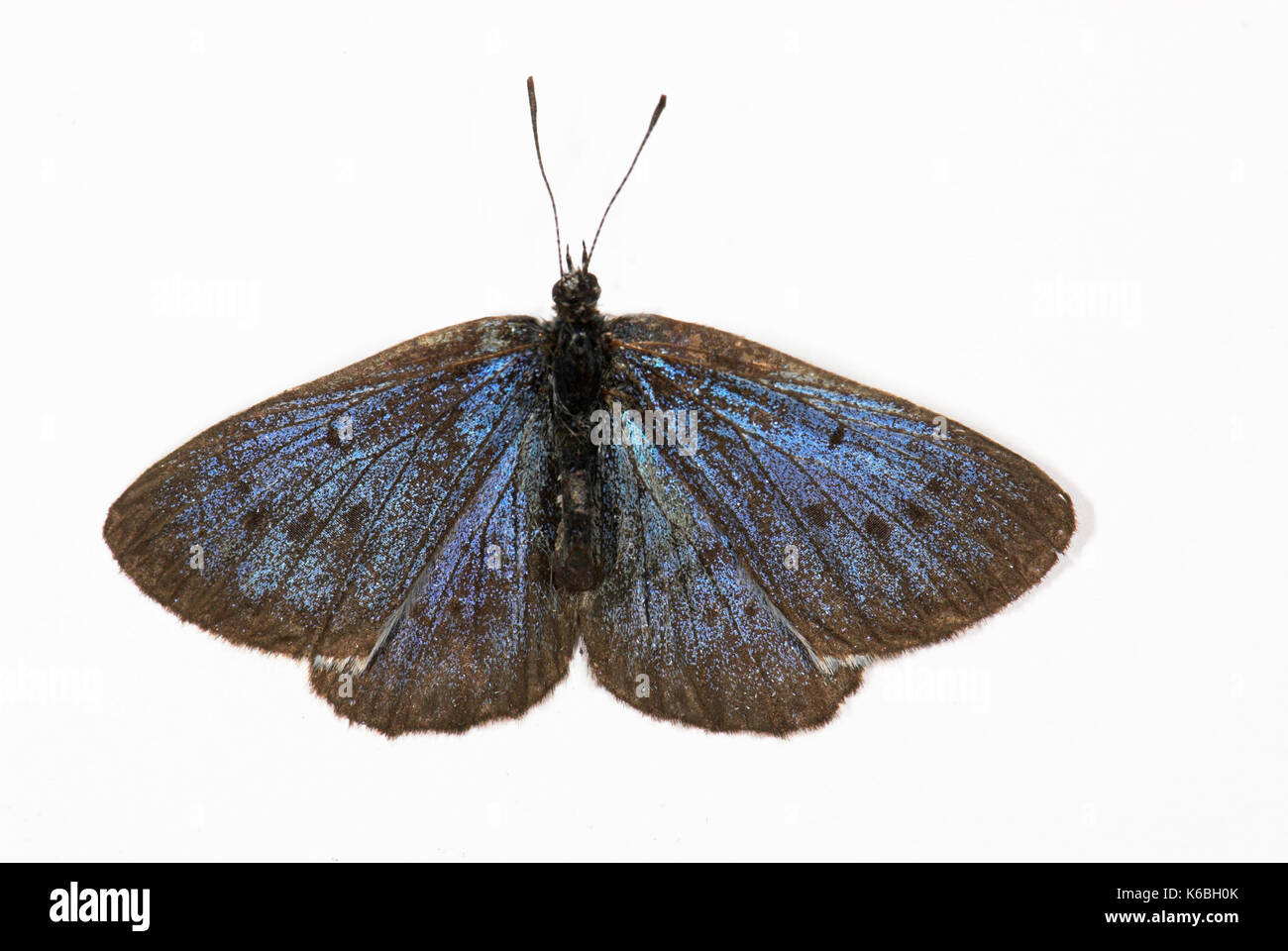 Large Blue Butterfly, Maculinea arion, classified as Vulnerable (VU D2) on the IUCN Red List 1990, Classified as Endangered in the UK (previously Exti Stock Photo