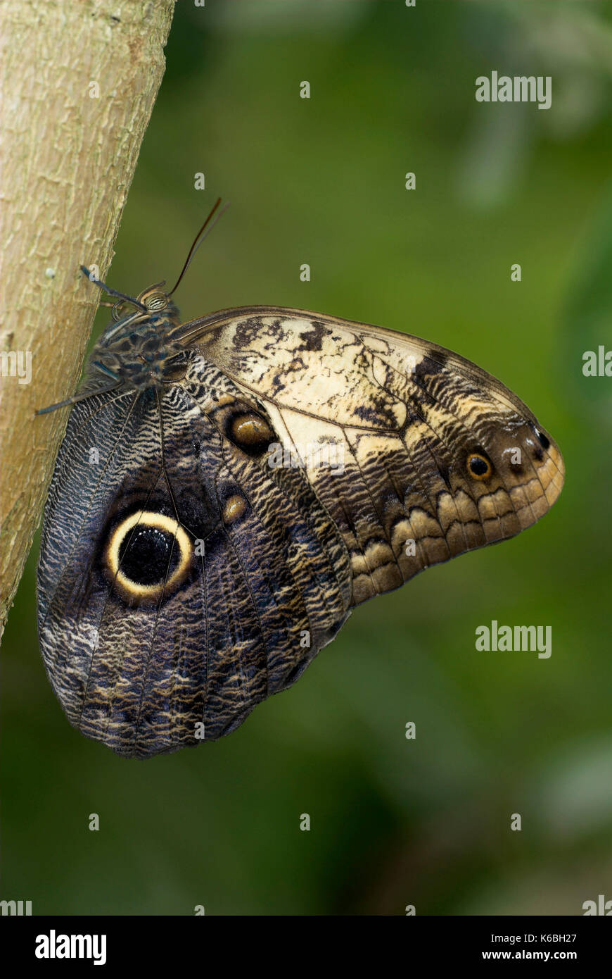 Owl Butterfly, Caligo species, perched on tree trunk showing false eye spots on wings, Stock Photo