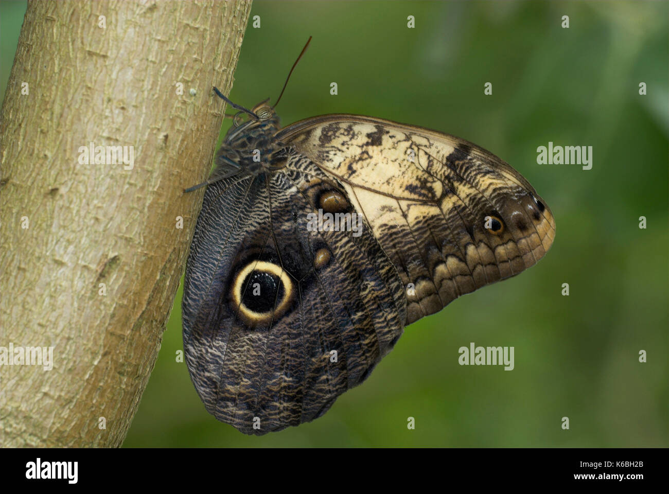 Owl Butterfly, Caligo species, perched on tree trunk showing false eye spots on wings, Stock Photo