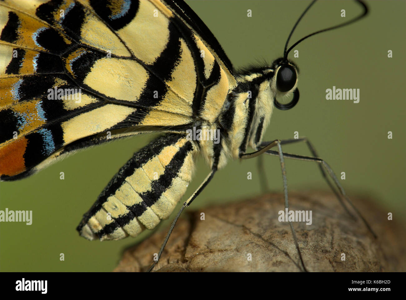 Butterfly body hi-res stock photography and images - Alamy
