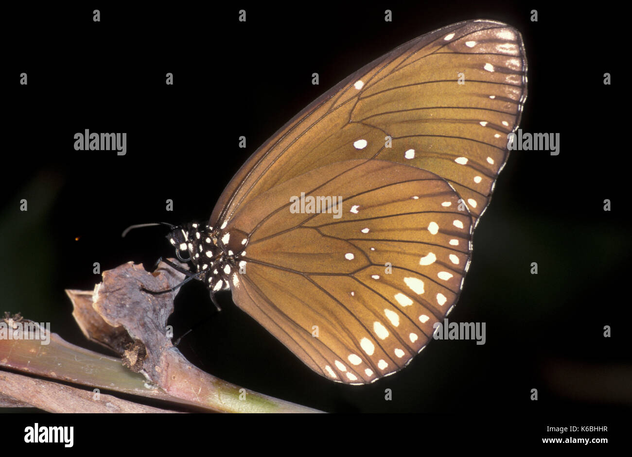 Common Crow Butterfly, Euploea Core, South Asia and Australia