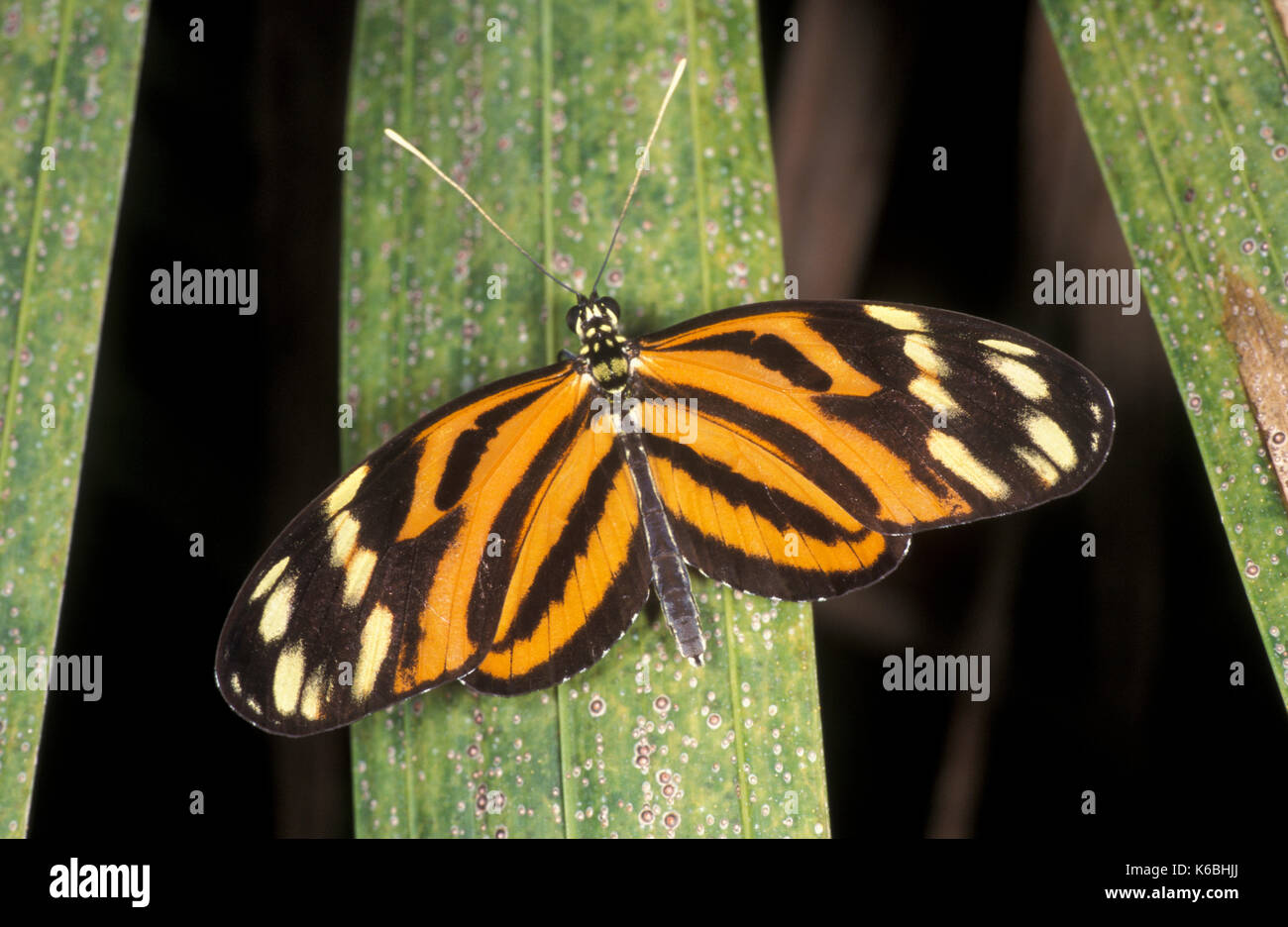 Tiger Striped Long Wing Butterfly, Helicon Ismenius telchinia, Nymphalidae family  Central America and Northern South America Stock Photo