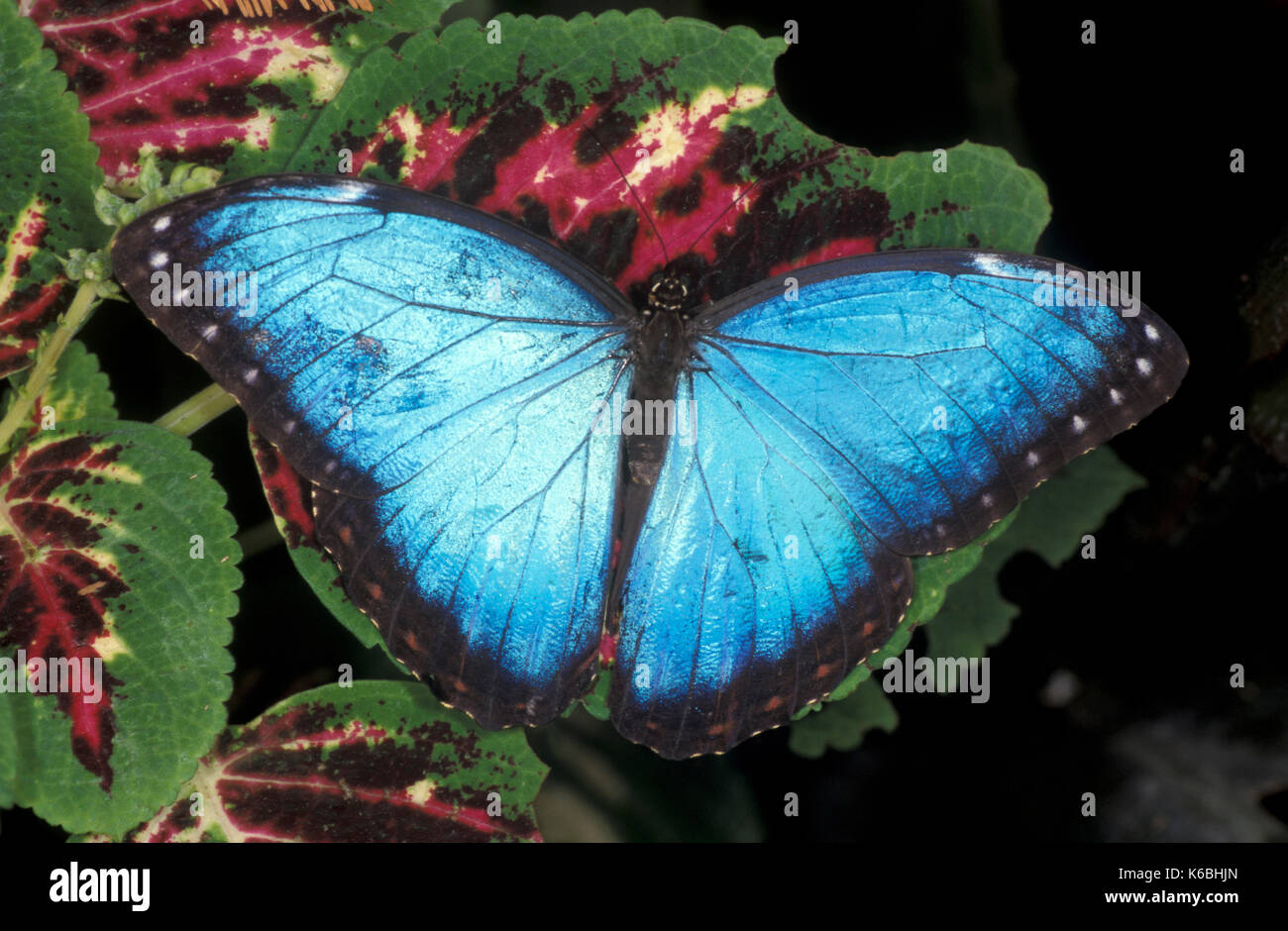 Blue Morpho Butterfly, Morpho Peleides, Central America, hatched adult