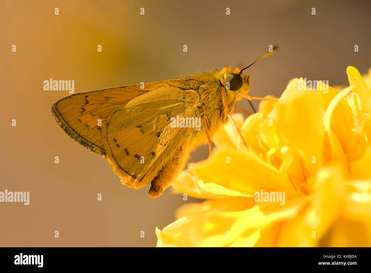 Skipper Butterfly, Family Hesperiidae, Bandhavgarh National Park, on yellow flower Stock Photo
