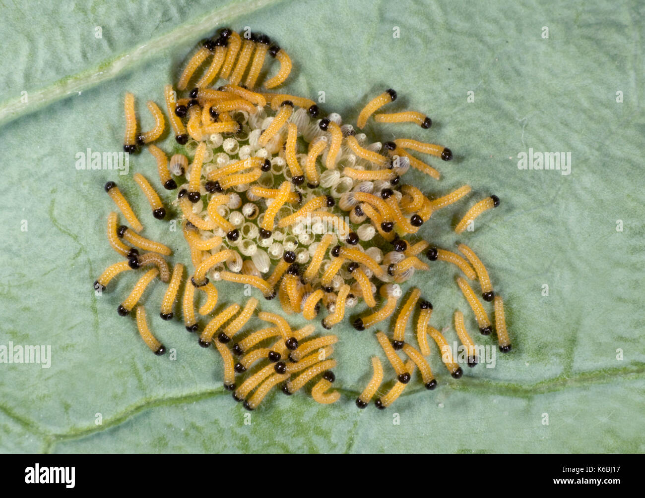 Large or Cabbage White Butterfly eggs with newly hatched caterpillars